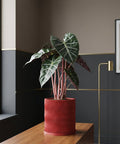 A red planter pot with a wavy design sits on a wooden table, holding a green plant with large leaves. The background is a dark gray wall.