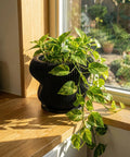 A black planter pot with a green plant on a wooden stand, next to a gray couch, against a dark green wall.