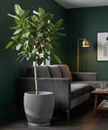 A gray planter pot with a tree inside sits next to a gray sofa, with a dark green wall in the background.