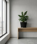 A black planter pot with a green plant sits on a wooden table next to a gray couch and lamp.