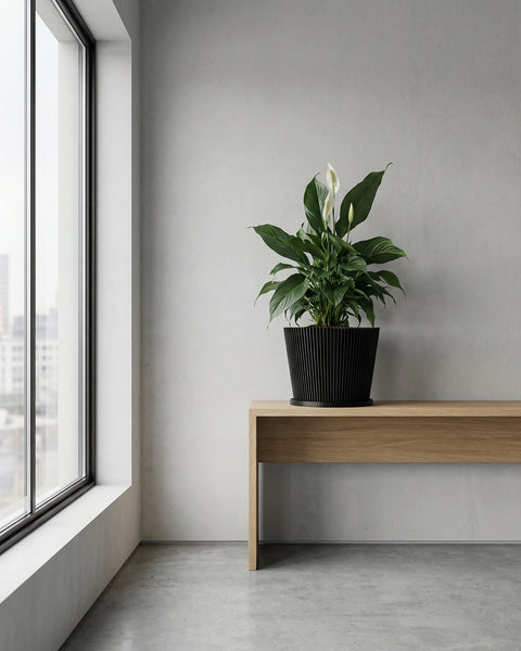 A black planter pot with a green plant sits on a wooden table next to a gray couch and lamp.