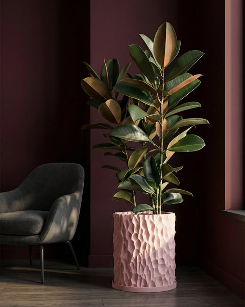 A pink textured planter pot with a rubber plant inside, next to a dark gray chair and a dark red wall.