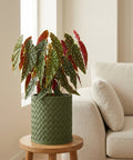 A begonia plant in a green woven planter pot sits on a wooden stool next to a beige couch.