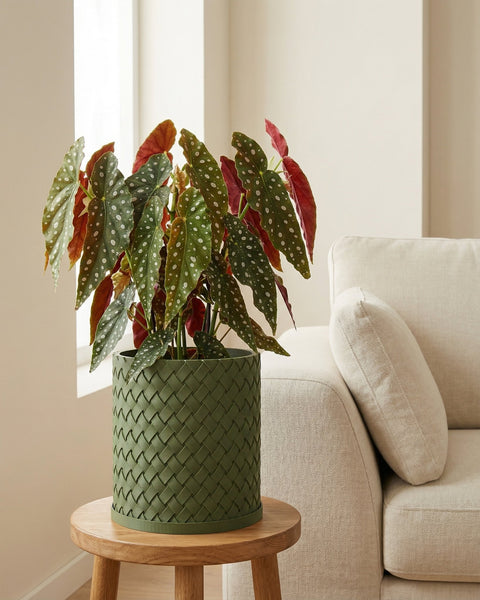 A begonia plant in a green woven planter pot sits on a wooden stool next to a beige couch.