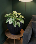A variegated plant sits in a black, ribbed planter pot on a wooden side table next to a gray couch and a floor lamp.
