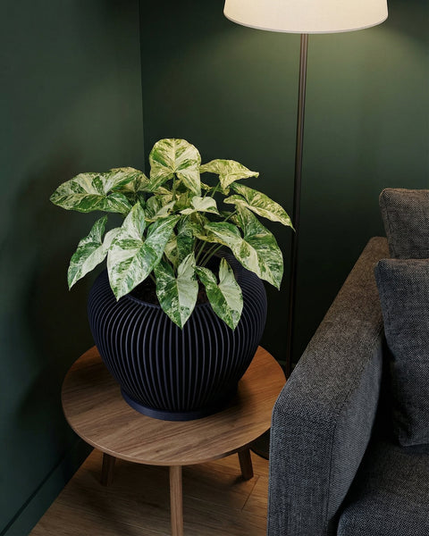A variegated plant sits in a black, ribbed planter pot on a wooden side table next to a gray couch and a floor lamp.
