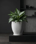 A potted Alocasia plant sits on a wooden shelf in front of a window. The plant is in a white, textured planter pot.