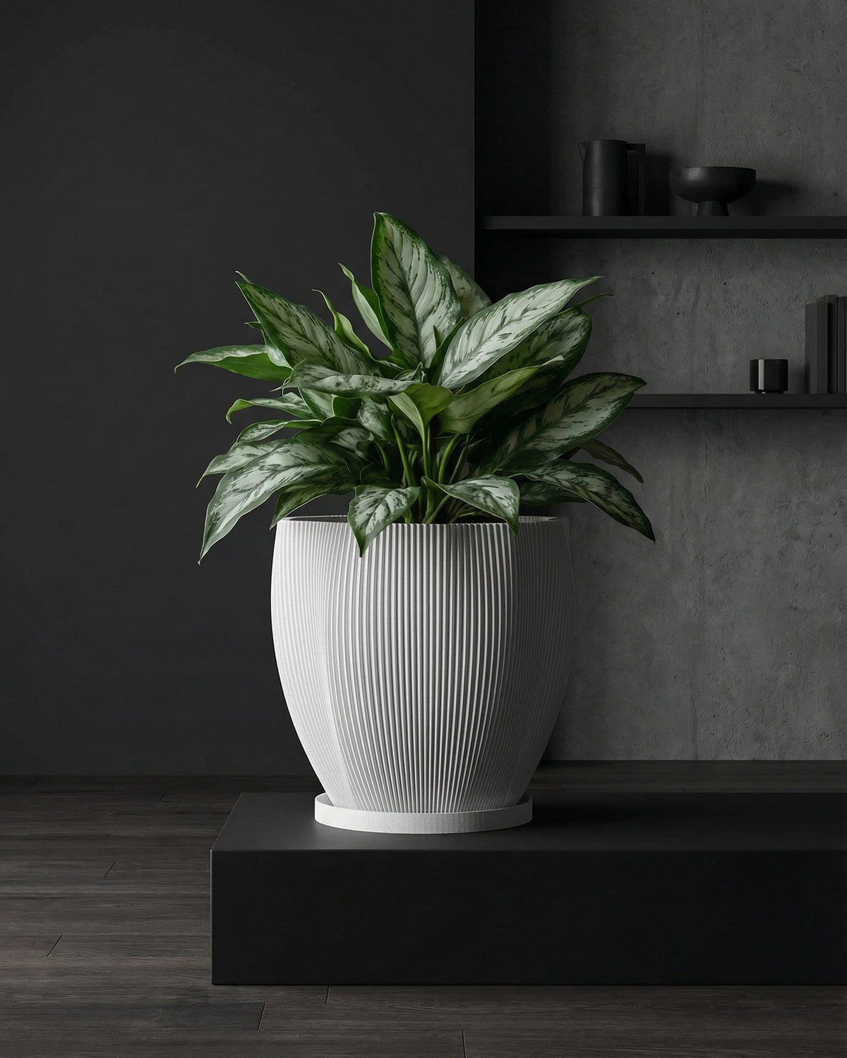 A potted Alocasia plant sits on a wooden shelf in front of a window. The plant is in a white, textured planter pot.