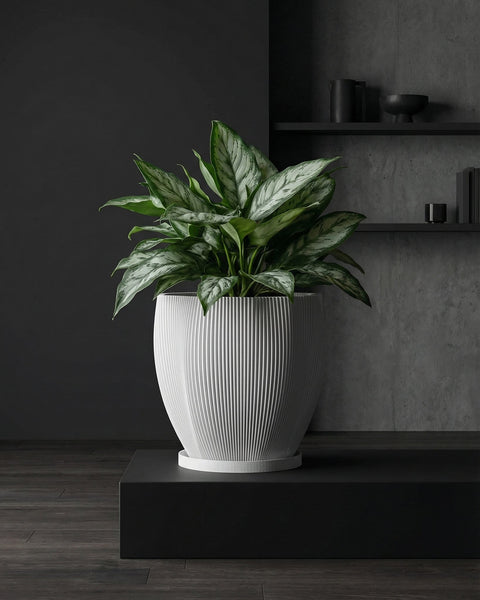 A potted Alocasia plant sits on a wooden shelf in front of a window. The plant is in a white, textured planter pot.