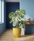 A yellow textured planter pot with a variegated Monstera plant inside, sitting on a wood floor in a room with blue walls.