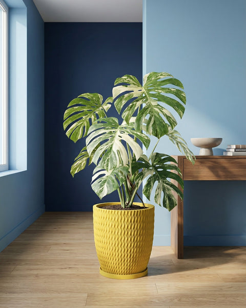 A yellow textured planter pot with a variegated Monstera plant inside, sitting on a wood floor in a room with blue walls.