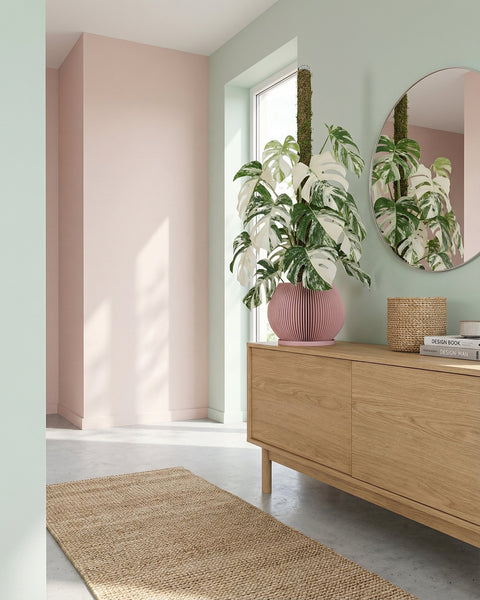 A pink planter pot with a Monstera adansonii plant sits on a wooden shelf in a well-lit room. The pot has a unique, vertically ribbed design. The plant's green leaves cascade over the pot's edge. A wooden chair and framed artwork are visible in the background.