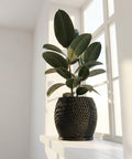 A rubber plant in a black, textured planter pot sits on a white windowsill, bathed in sunlight.