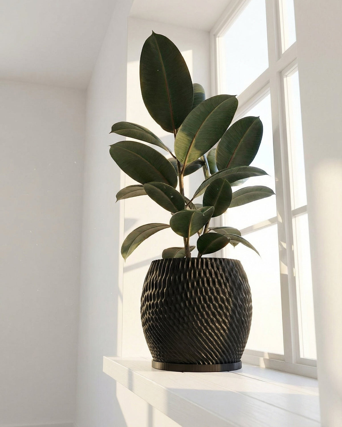 A rubber plant in a black, textured planter pot sits on a white windowsill, bathed in sunlight.