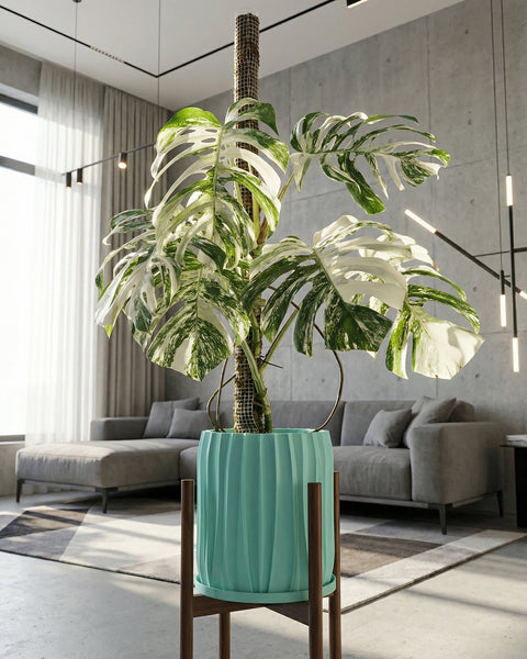 A Philodendron Pink Princess plant sits in a textured, light blue planter pot on a wooden surface. The background is a yellow wall.