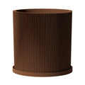 Nut Brown Ray