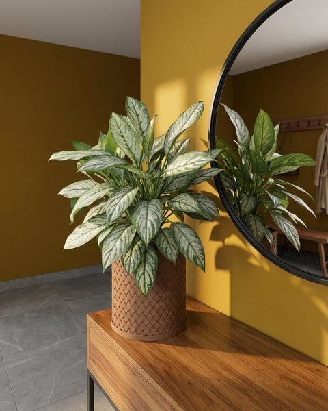 A planter pot with a green plant on a wooden table next to a mirror. The pot is brown and has a woven texture.