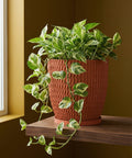 A potted pothos plant sits on a wooden shelf. The planter is textured and terracotta-colored. The plant has green and white variegated leaves.