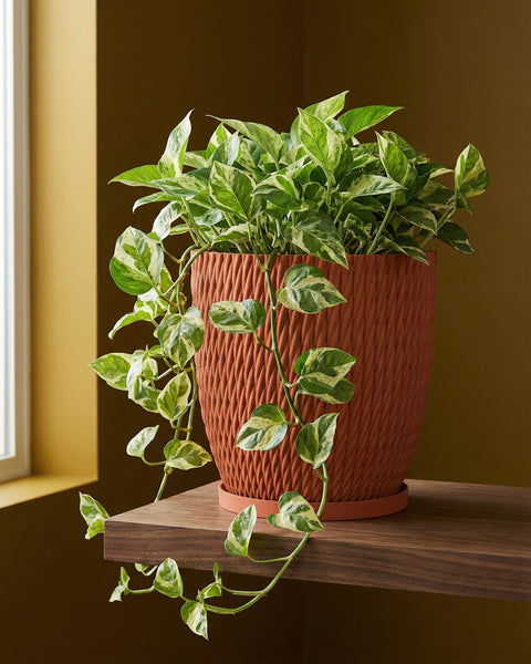 A potted pothos plant sits on a wooden shelf. The planter is textured and terracotta-colored. The plant has green and white variegated leaves.