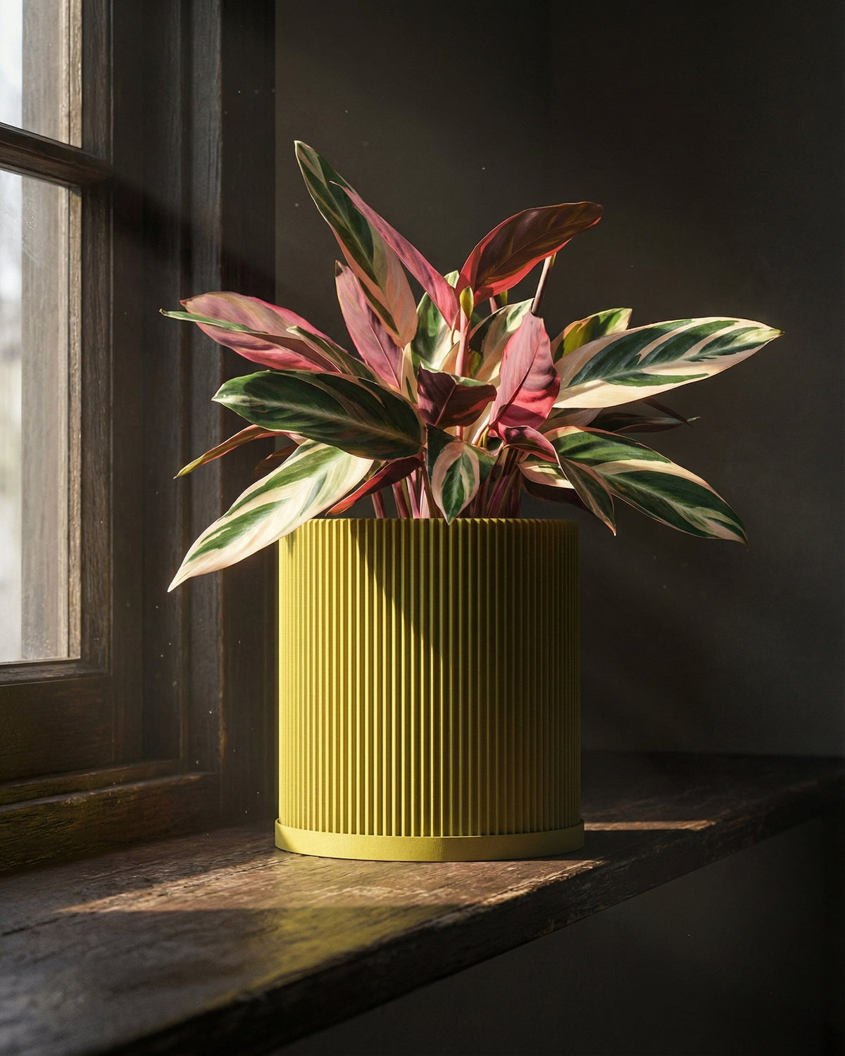 A plant with pink and green leaves sits in a yellow ribbed planter pot on a wooden windowsill.