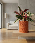 A Stromanthe plant in a geometric orange planter pot sits on a wooden shelf in a modern living room.