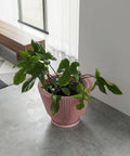 A pink planter pot with a green plant inside sits on a gray floor next to a white wall. The planter pot has a ribbed design and a saucer. In the background, there is a wooden bench and a window with white curtains.