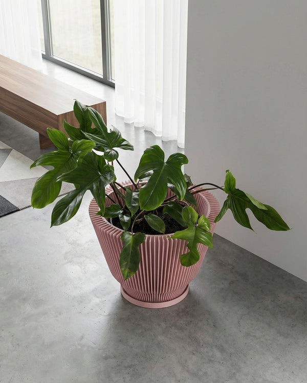 A pink planter pot with a green plant inside sits on a gray floor next to a white wall. The planter pot has a ribbed design and a saucer. In the background, there is a wooden bench and a window with white curtains.