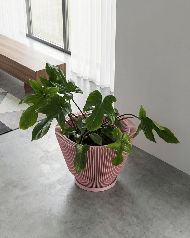 A pink planter pot with a green plant inside sits on a gray floor next to a white wall. The planter pot has a ribbed design and a saucer. In the background, there is a wooden bench and a window with white curtains.