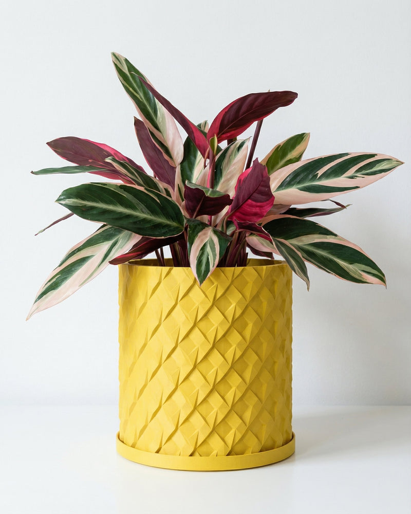 A tall Monstera plant in a yellow woven-texture planter pot sits on a wooden table next to a gray sofa.