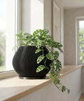 A vibrant philodendron plant spills out of a modern black planter pot with a ribbed design. The pot sits atop a concrete pedestal, set against a backdrop of a minimalist interior with sheer curtains and a bookshelf.