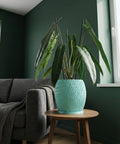 A light blue planter pot sits on a wooden table next to a gray sofa with a throw blanket in a room with dark green walls.