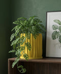 A Monstera plant with variegated leaves in a yellow textured planter pot sits on a jute rug.