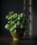 A vibrant green plant with heart-shaped leaves sits nestled in a modern, olive-green planter pot. The pot features a unique, vertically ribbed design. The plant and pot rest on a dark wooden surface, with a dark wall and a shelf displaying minimalist pottery in the background.