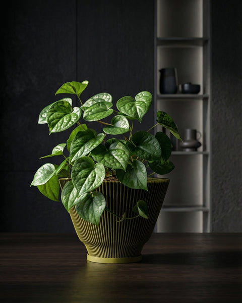 A vibrant green plant with heart-shaped leaves sits nestled in a modern, olive-green planter pot. The pot features a unique, vertically ribbed design. The plant and pot rest on a dark wooden surface, with a dark wall and a shelf displaying minimalist pottery in the background.