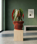A large bird of paradise plant in a ribbed, terracotta-colored planter pot sits next to a teal velvet couch with a cream-colored throw blanket.
