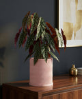 A begonia plant in a pink, wavy planter pot sits on a wood cabinet against a dark wall.