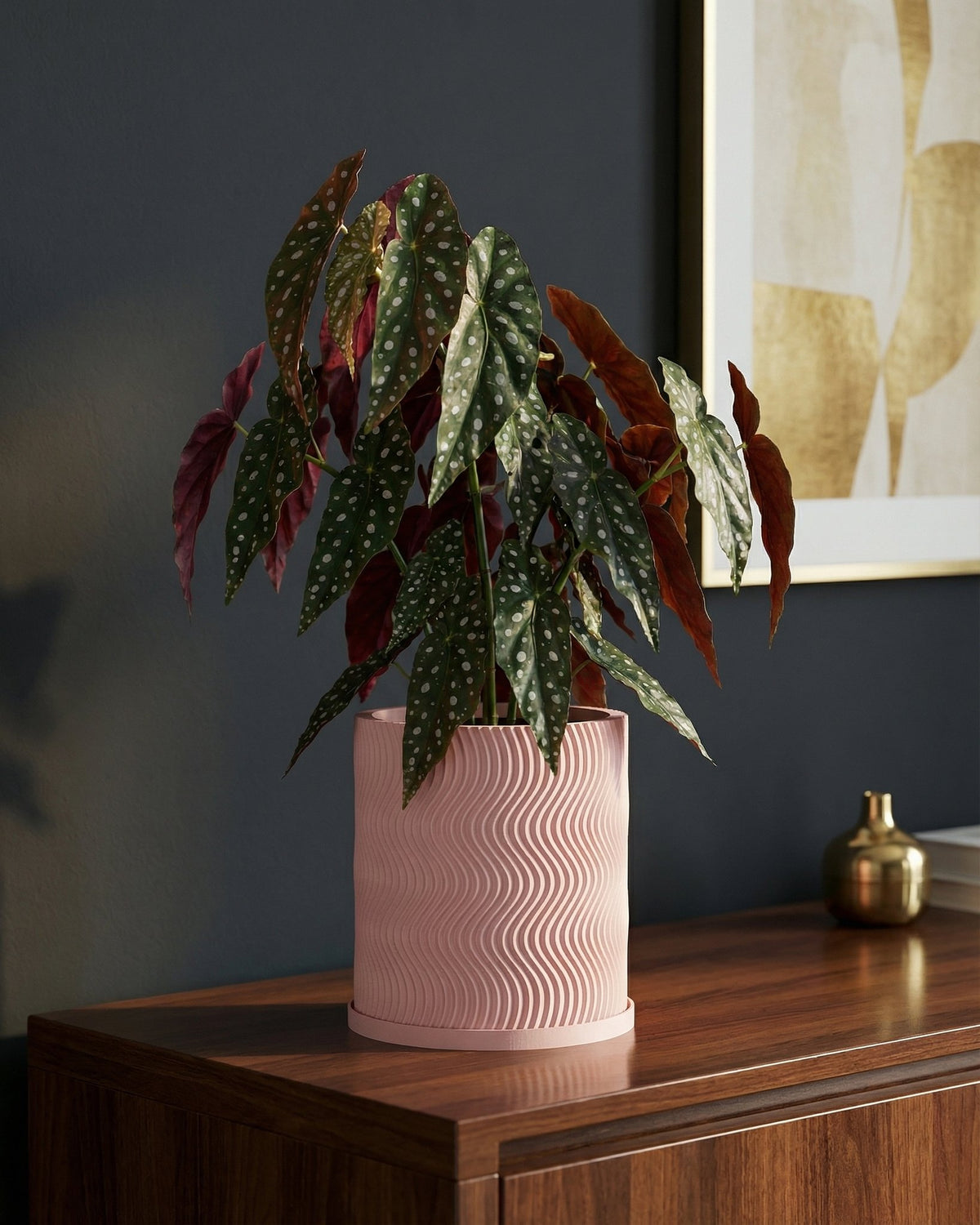 A begonia plant in a pink, wavy planter pot sits on a wood cabinet against a dark wall.