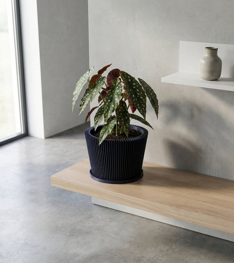 A Begonia Maculata plant in a dark blue planter pot with a geometric pattern, sitting on a wooden surface against a yellow background.