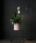 A pink planter pot with a textured design holds a green tree, sitting on a woven rug next to a wooden table.