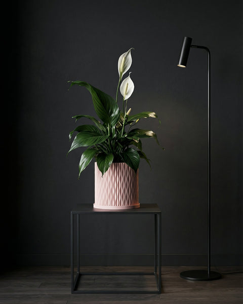A pink planter pot with a textured design holds a green tree, sitting on a woven rug next to a wooden table.
