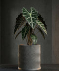 A potted Alocasia plant in a gray planter with a wavy, textured design. The plant has large, green leaves with white veins.