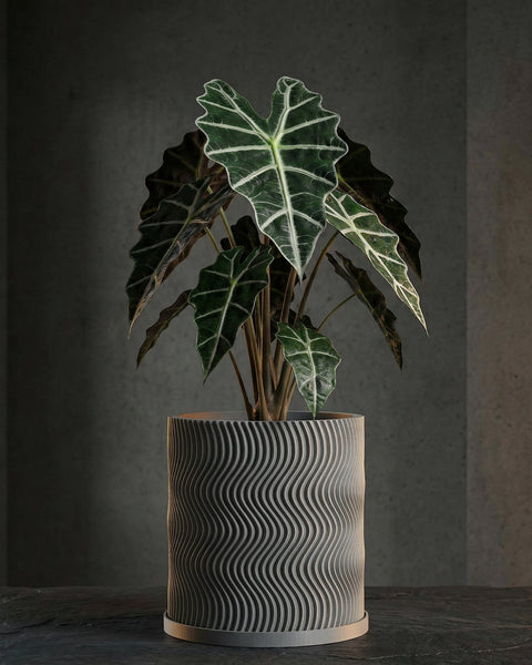 A potted Alocasia plant in a gray planter with a wavy, textured design. The plant has large, green leaves with white veins.