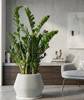 A peace lily plant in a fluted white planter pot sits on a wooden table in a modern living room. The plant has large green leaves and two white flowers. A gray sofa with patterned pillows is visible in the background, along with a window with sheer white curtains and a concrete wall.