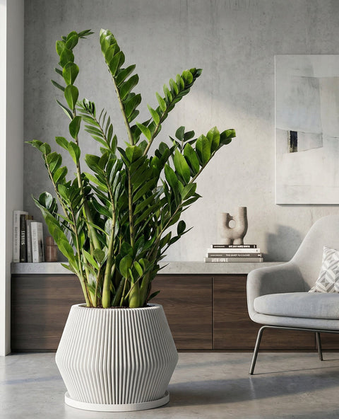 A peace lily plant in a fluted white planter pot sits on a wooden table in a modern living room. The plant has large green leaves and two white flowers. A gray sofa with patterned pillows is visible in the background, along with a window with sheer white curtains and a concrete wall.