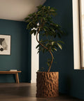 A tall, leafy plant sits in a textured, brown planter pot on a dark wood floor against a dark teal wall.