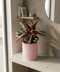 A pink planter pot with a geometric pattern sits on a light gray surface, holding a vibrant plant with green, white, and red leaves.