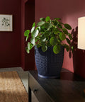 A Pilea peperomioides plant in a blue woven planter pot sits on a dark wood table against a red wall.