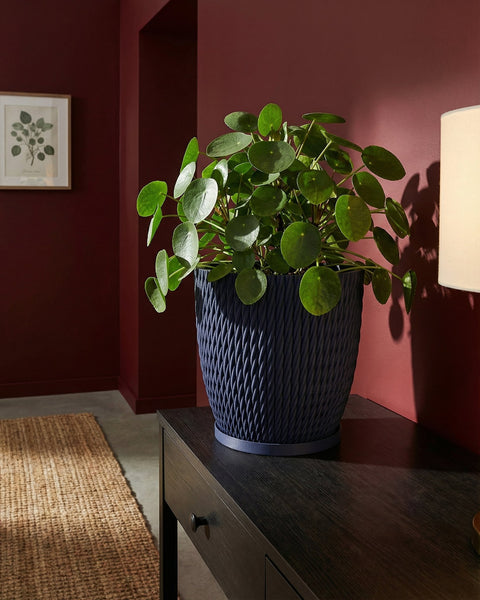 A Pilea peperomioides plant in a blue woven planter pot sits on a dark wood table against a red wall.
