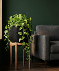 A black planter pot with a green plant on a wooden stand, next to a gray couch, against a dark green wall.