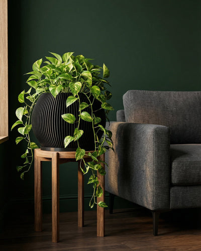 Charcoal Black Melon